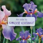 Secret Temptation Te Amo Pearl No Gas Deo Body Spray, Long Lasting Dodorant for Women, 120ml